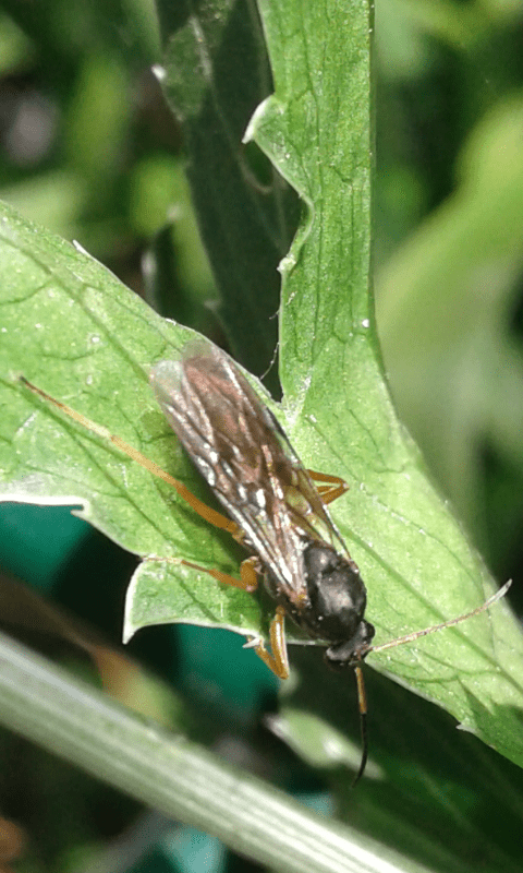 Formicidae da ID